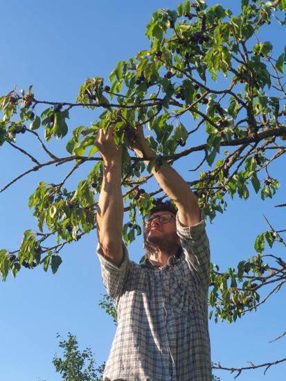 Cherry picking in our Puligny-Montrachet orchard !