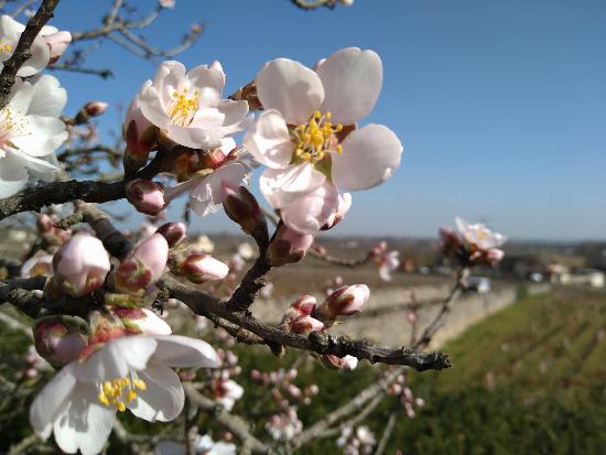 Our almond tree in bloom