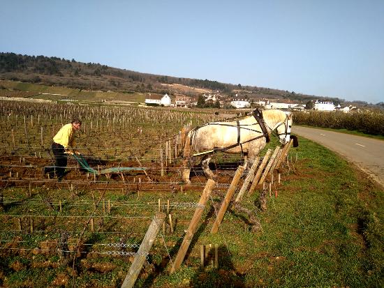 Ploughing in les Masures - domaine Jean-Nol Gagnard