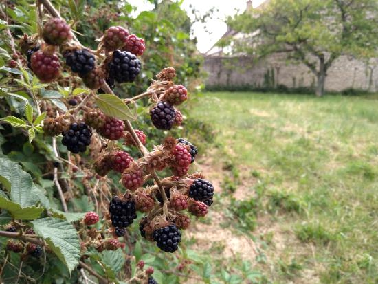 The wild blackberries... ...go organic